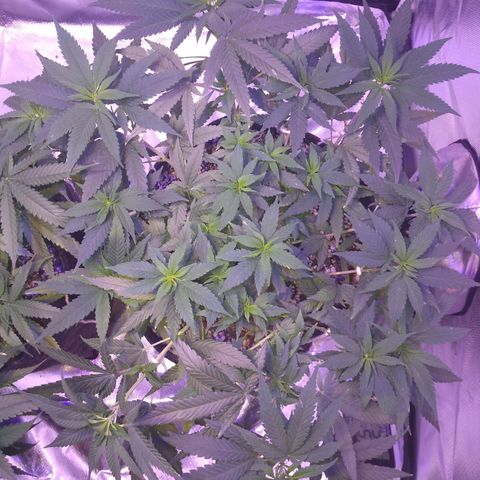 Merengue growlog timeline photo