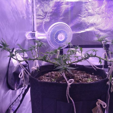 Mexicana 1 growlog timeline photo