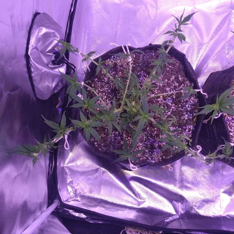 Mexicana 1 growlog timeline photo