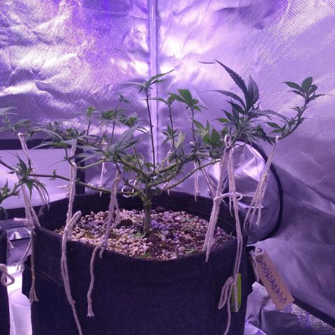 Merengue growlog timeline photo