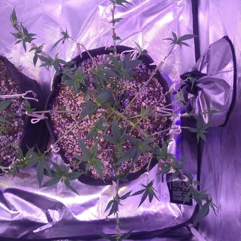 Merengue growlog timeline photo