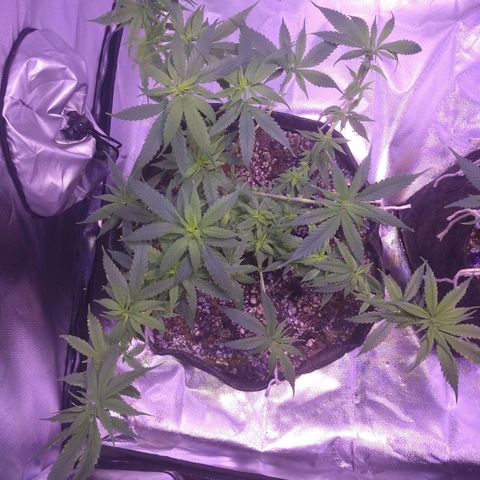 Mexicana 1 growlog timeline photo