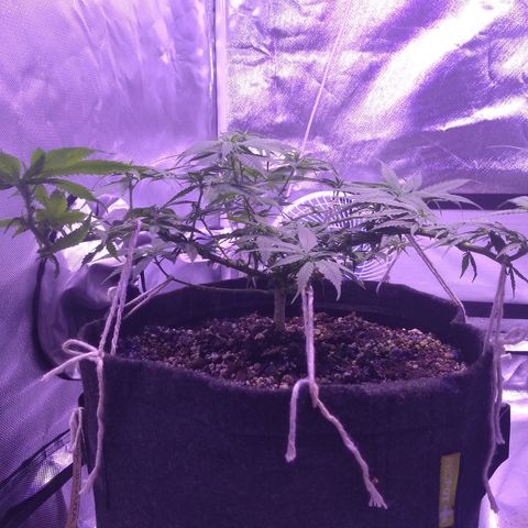 Mexicana 1 growlog timeline photo