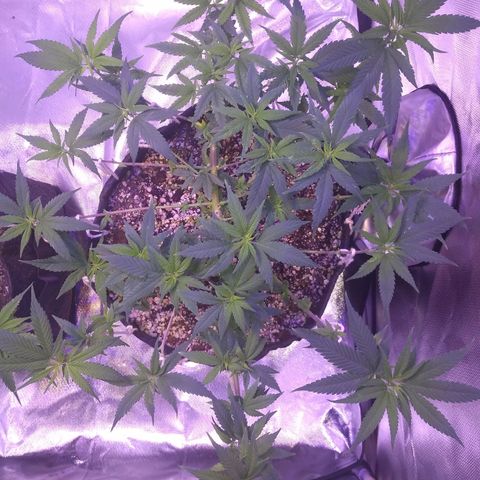 Merengue growlog timeline photo