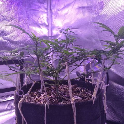 Merengue growlog timeline photo