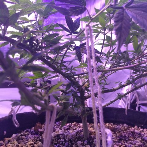 Merengue growlog timeline photo