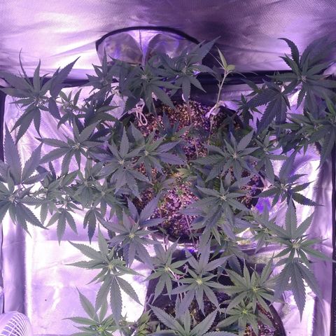 Merengue growlog timeline photo