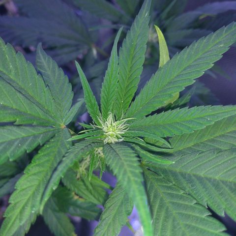 Merengue growlog timeline photo