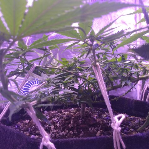 Mexicana 1 growlog timeline photo