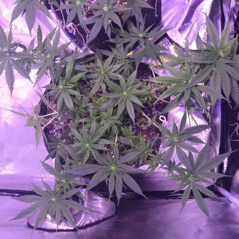 Mexicana 1 growlog timeline photo