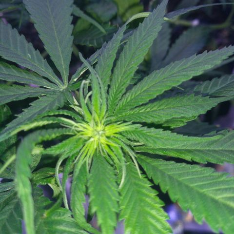 Mexicana 1 growlog timeline photo