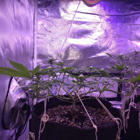 Mexicana 1 growlog timeline photo