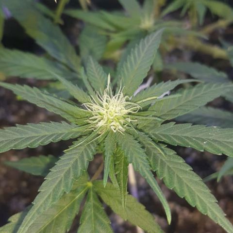 Mexicana 1 growlog timeline photo