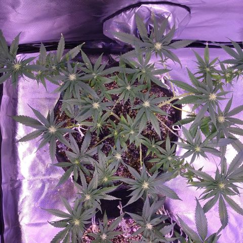 Mexicana 1 growlog timeline photo