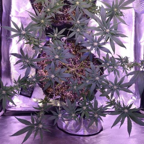 Merengue growlog timeline photo