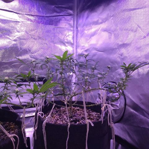 Merengue growlog timeline photo