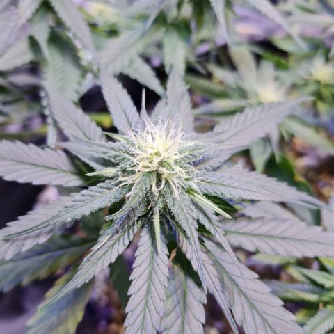 Mexicana 1 growlog timeline photo