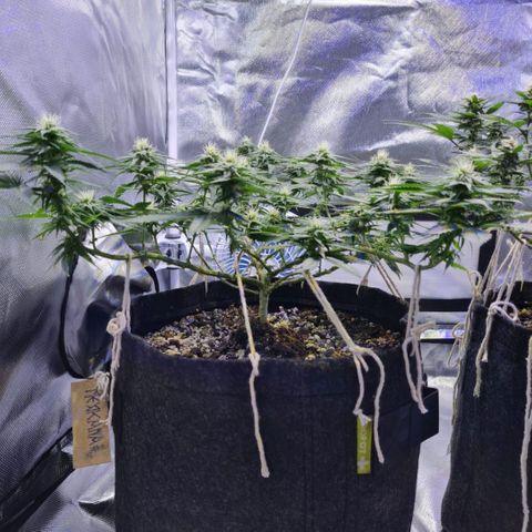 Mexicana 1 growlog timeline photo
