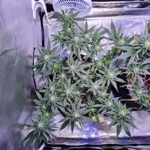 Mexicana 1 growlog timeline photo