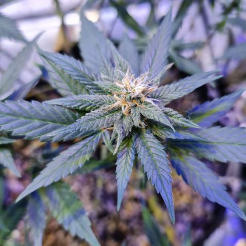 Merengue growlog timeline photo