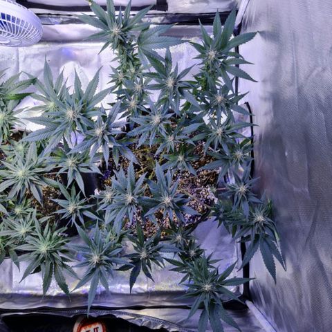 Merengue growlog timeline photo