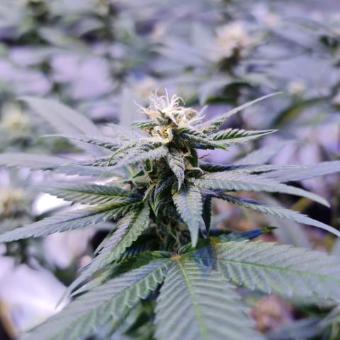 Merengue growlog timeline photo