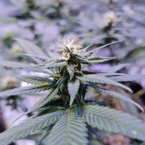 Merengue growlog timeline photo