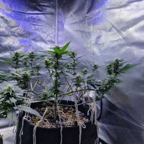 Merengue growlog timeline photo