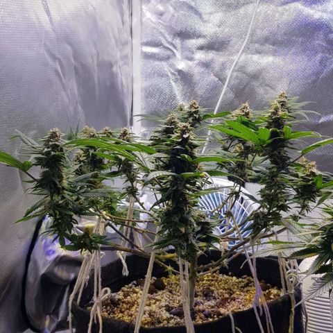 Merengue growlog timeline photo