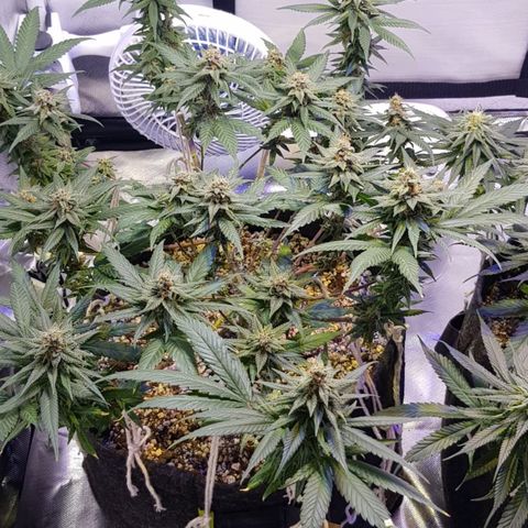 Merengue growlog timeline photo