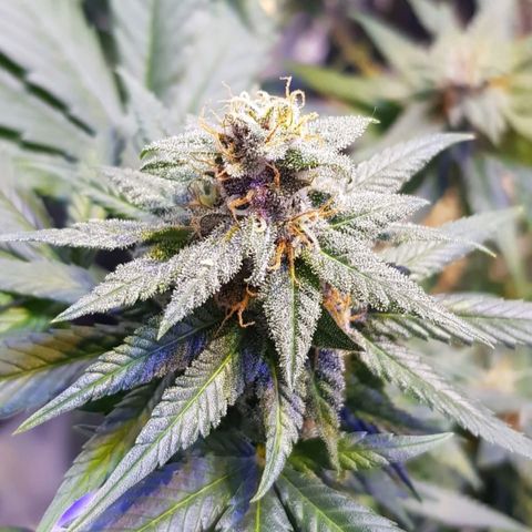 Mexicana 1 growlog timeline photo