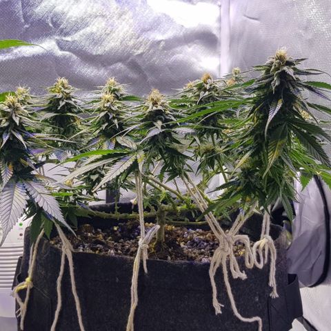 Mexicana 1 growlog timeline photo
