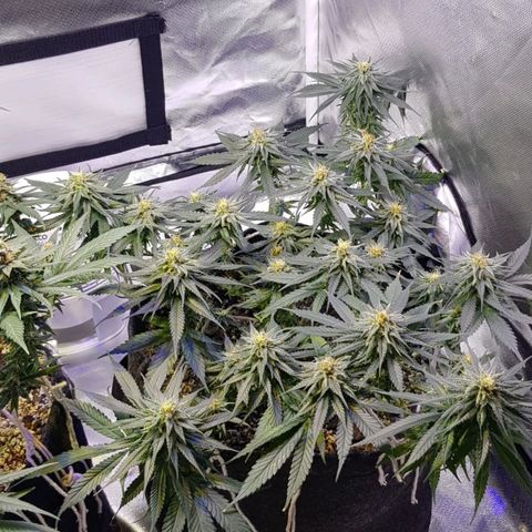 Mexicana 1 growlog timeline photo