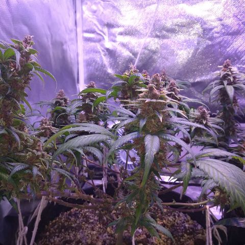Merengue growlog timeline photo
