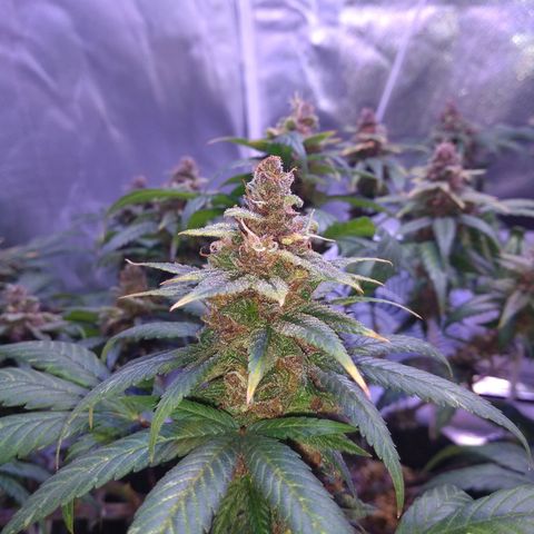 Merengue growlog timeline photo