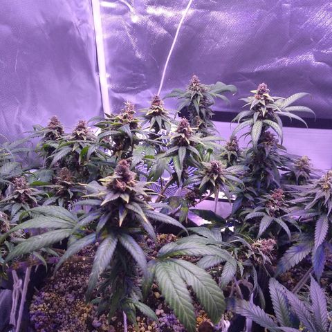 Merengue growlog timeline photo