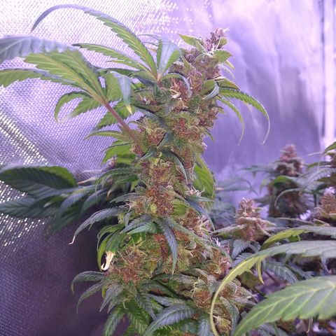 Merengue growlog timeline photo