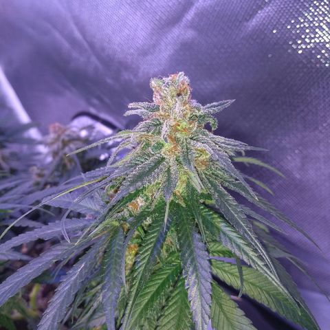 Mexicana 1 growlog timeline photo