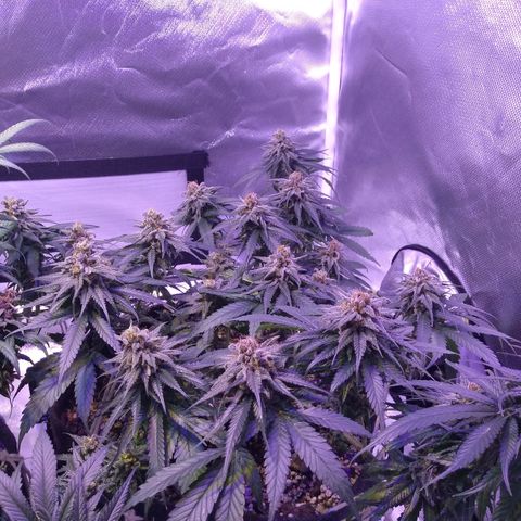 Mexicana 1 growlog timeline photo