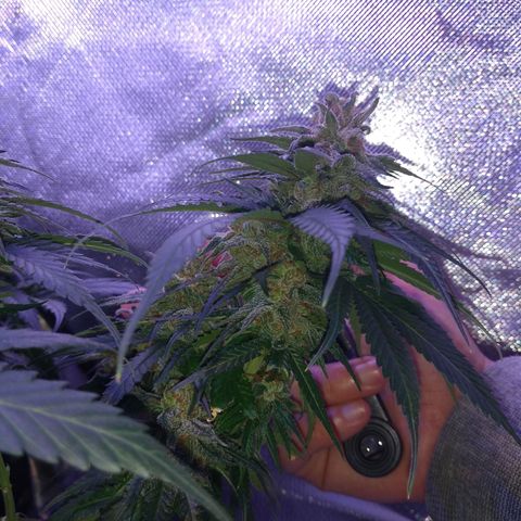 Mexicana 1 growlog timeline photo