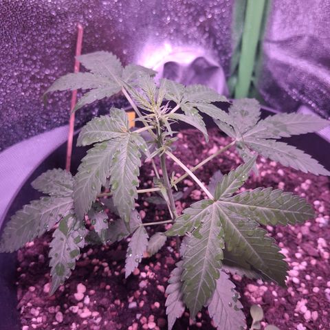 Purple Queen Automatic growlog timeline photo