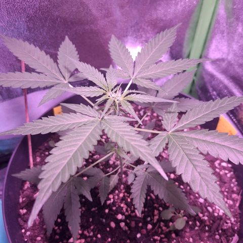 Purple Queen Automatic growlog timeline photo