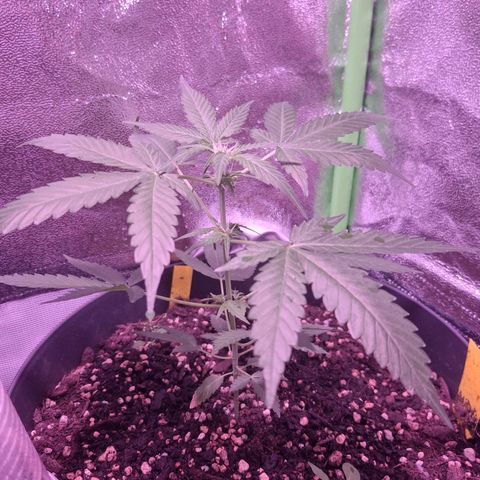 Purple Queen Automatic growlog timeline photo