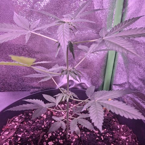 Purple Queen Automatic growlog timeline photo