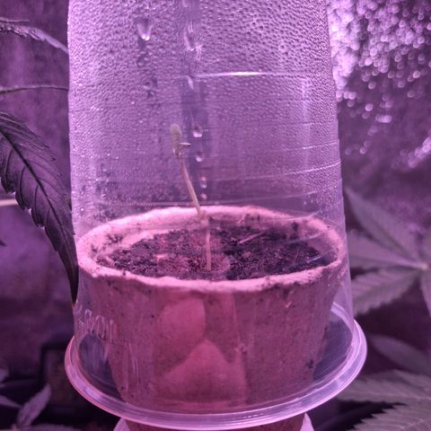 Wedding Cake Automatic growlog timeline photo