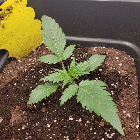 Tropical Zmoothie Seedstockers growlog photo: Der pH Wert liegt wegen des Leitungswassers bei 7,0. Man sieht es den Blättern nicht direkt an, jedoch behandle ich sie ab heute mit pH Minus, damit alles tip top ist :)