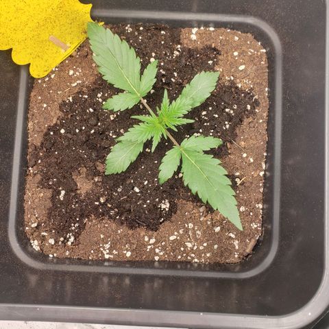 Tropical Zmoothie Seedstockers growlog timeline photo