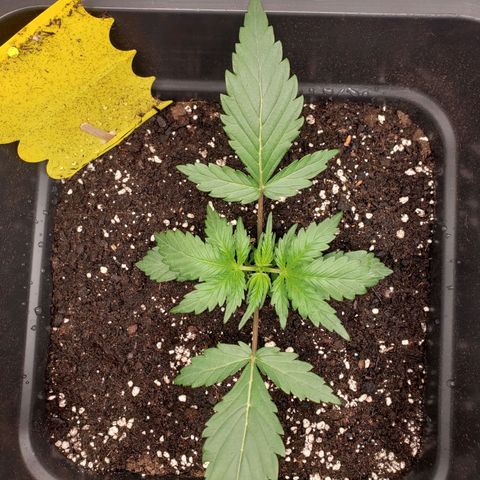 Tropical Zmoothie Seedstockers growlog timeline photo