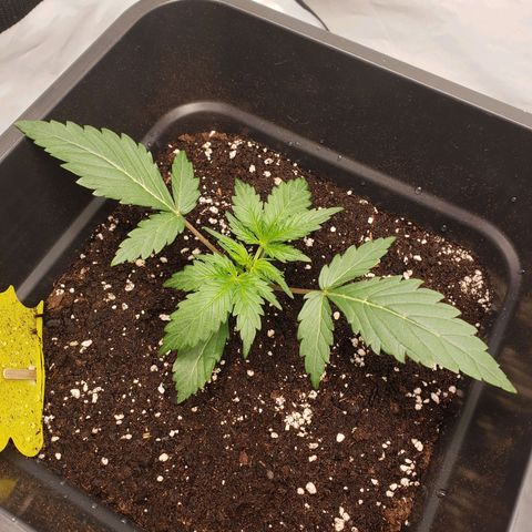 Tropical Zmoothie Seedstockers growlog timeline photo