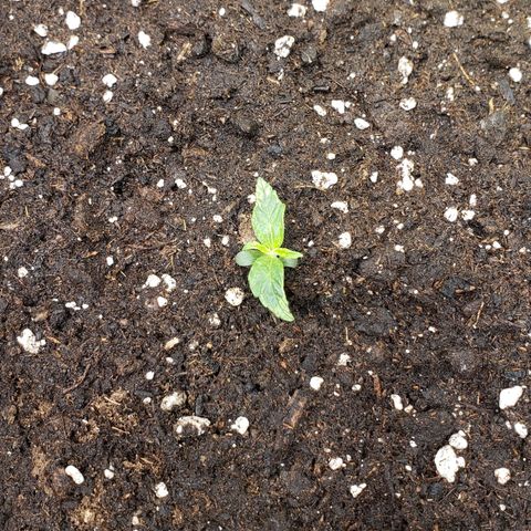 Powerplant #1 growlog timeline photo